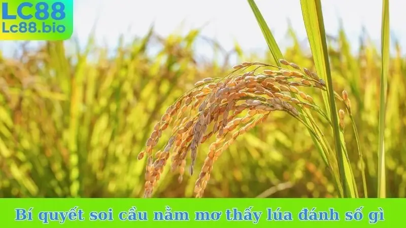 Bí quyết soi cầu để biết nằm mơ thấy lúa chín đánh số gì