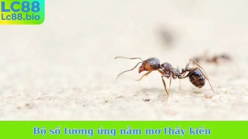 Bộ số tương ứng nằm mơ thấy kiến