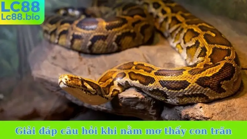 Giải đáp câu hỏi khi nằm mơ thấy con trăn