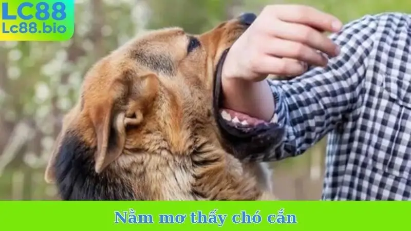Nằm mơ thấy chó cắn