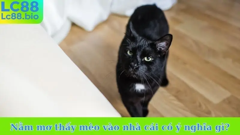 Nằm mơ thấy mèo vào nhà cái có ý nghĩa gì?